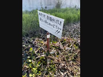 メダカ飼育中