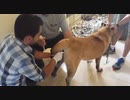 雌犬に人工授精　これは貴重な映像だ！