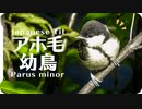 シジュウカラの鳴き声08幼鳥子育てに来ている時