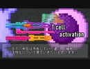 【ゆっくり解説】T細胞の活性化