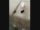 ネズミが子猫を襲う