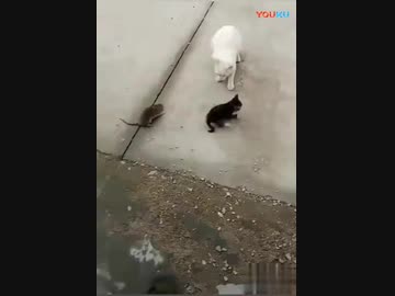 ネズミが子猫を襲う