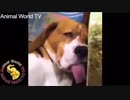 爆笑！おもしろ動物動画集！No.１