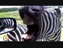 爆笑！おもしろ動物動画集！No.２