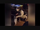 爆笑！おもしろ動物動画集！No.３