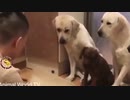 爆笑！おもしろ動物動画集！No.４