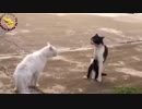 爆笑！おもしろ動物動画集！No.５