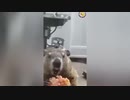 爆笑！おもしろ動物動画集！No.６