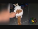 爆笑！おもしろ動物動画集！No.７