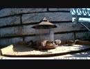 トレイルカメラで雀撮ってみた　20210410　鳩もおるよ