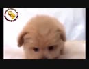 超絶かわいい子犬と子猫に癒されて