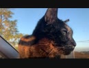 2021/04/10放送【8日目あずにゃんぽ？】猫と車中泊　日本縦断　サイコロの旅　北海道にたどり着けるか？【旅猫あずき～保護猫から旅猫へ～】