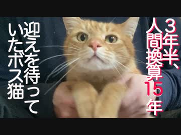 3年間待った野良猫、家猫への一歩を踏みしめる