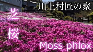 DJI Pocket 2 | Moss phlox | Cinematic | 川上村 匠の聚