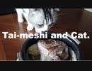 鯛めしが食べたい猫さん。
