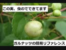 【スパイスを知ろう！】ガルナッツを知ろう！【part130】