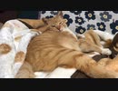 足が色っぽい猫