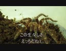 [美人厨必見]タランチュラ飼育日記その１４９[うちの子は、極上ぞよ]