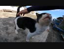 猫島の空き地で出会ったハチワレ猫にトントンするとベロをペロペロ出す姿が可愛すぎる