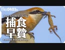 0403B【ヤモリが鳥に食べられる】モズ早贄、捕食。猛禽類タカ科ツミとハヤブサ科チョウゲンボウ。カワセミ。エダシャクのメス。鶴見川水系恩田川の桜とコンデジ野鳥撮影　#モズ　#猛禽類　#ヤモリ