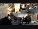 狂暴な野良猫の子猫がフレンドリーになっていく様子【まとめ】