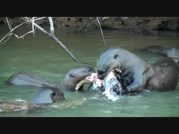 野生のカワウソ