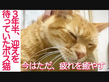 3年間待った野良猫の疲れを癒やす