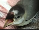 かまってちょーだい！