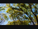 【オリジナル曲MV】 路/林野美希 short.ver