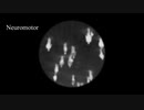 「Neuromotor」 NEUTRINO / MERROW