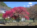 ビンデジ　１５－５５ｍｍ　４３－８６ｍｍ