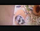 ハムスター飼いました。その116～ハムスターくんと衣替え2～