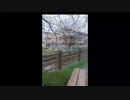 5次会！ニッポン放送「高田文夫のラジオビバリー昼ズ」電話出演反省会SP/らじこ　Free　Talk　NATIVE