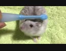ブラッシング　【オッドアイのハムスター】