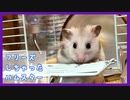 【癒し】急にフリーズしちゃったハムスター【ふわたん】