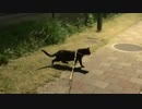 2021/04/11放送【9日目 夜のあずにゃんぽ】猫と車中泊　日本縦断　サイコロの旅　北海道にたどり着けるか？【旅猫あずき～保護猫から旅猫へ～】