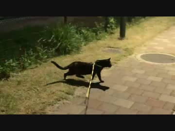 2021/04/11放送【9日目 夜のあずにゃんぽ】猫と車中泊　日本縦断　サイコロの旅　北海道にたどり着けるか？【旅猫あずき～保護猫から旅猫へ～】