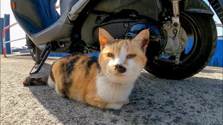 腰トントンするとお尻を高く上げすぎて前転する三毛猫