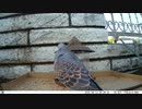 トレイルカメラで雀撮ってみた　20210412　鳩もおるよ