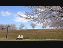 お花見動画2021【高音質・ヘッドホン推奨】 ＠新潟県長岡市 越路河川公園