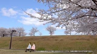 お花見動画2021【高音質・ヘッドホン推奨】 ＠新潟県長岡市 越路河川公園