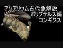 【ゆっくり解説】現生の古代魚解説　ポリプテルス編　下顎系part2　コンギクス【アクアリウム】