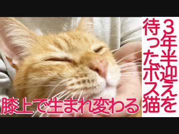 3年間迎えを待っていた野良猫をピカピカに磨く