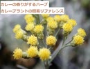 【スパイスを知ろう！】カレープラントを知ろう！【part131】