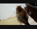 まったりみーさん