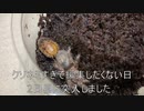 [クソネミ大臣]タランチュラ飼育日記その１５１[官房長ォ！]