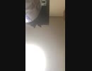ぴっぴエレジー