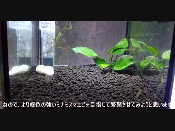 ミナミヌマエビ緑化計画