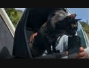 2021/04/12放送【10日目 伊根の舟屋】猫と車中泊　日本縦断　サイコロの旅　北海道にたどり着けるか？【旅猫あずき～保護猫から旅猫へ～】