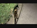 2021/04/12放送【10日目 夜のあずにゃんぽ】猫と車中泊　日本縦断　サイコロの旅　北海道にたどり着けるか？【旅猫あずき～保護猫から旅猫へ～】